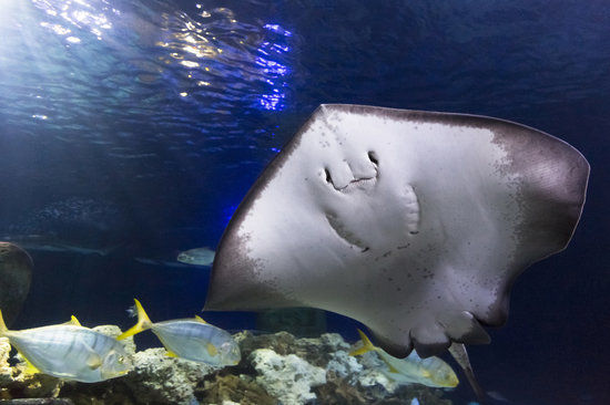 SEA LIFE Centre Hannover